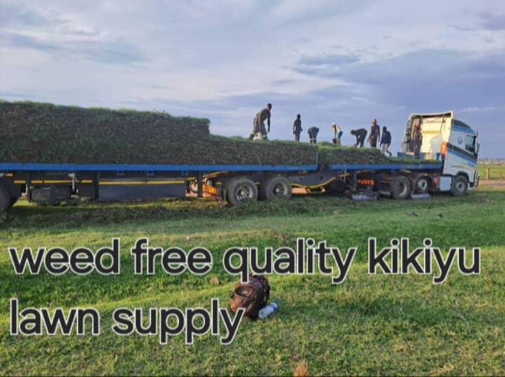Weed-free kikuyu lawn supply delivery